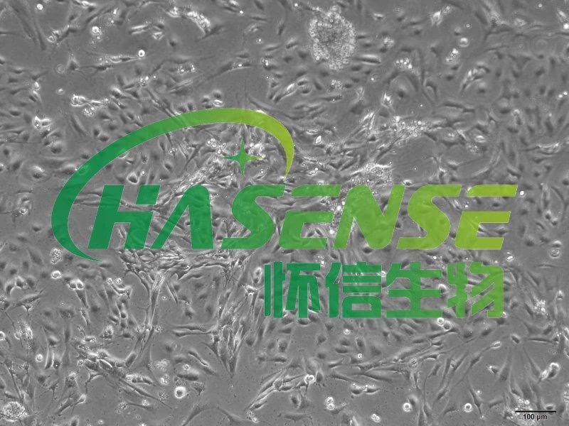 大鼠支氣管上皮細(xì)胞