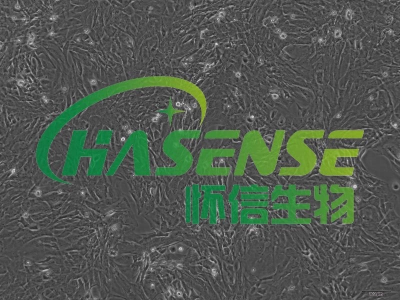 小鼠氣管平滑肌細(xì)胞