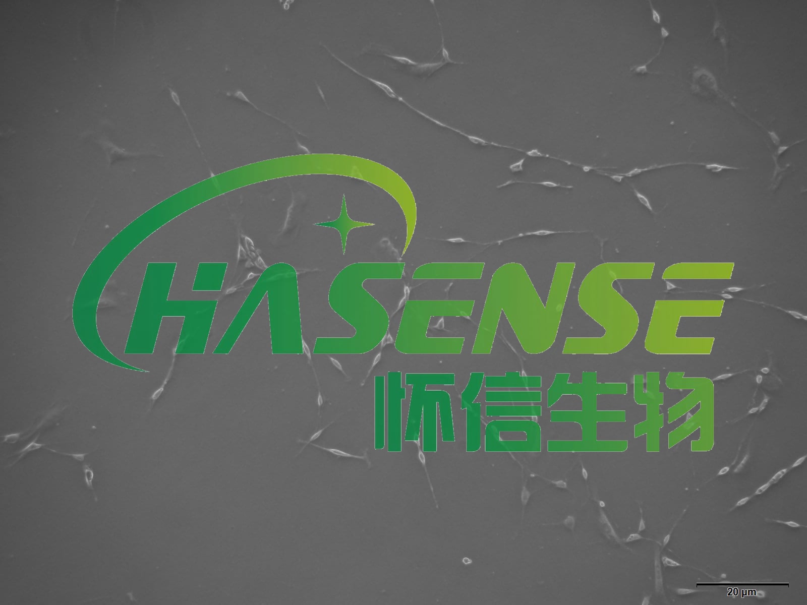 海馬神經(jīng)元細胞