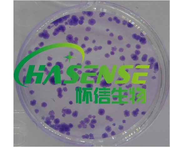 細(xì)胞克隆形成實(shí)驗(yàn)